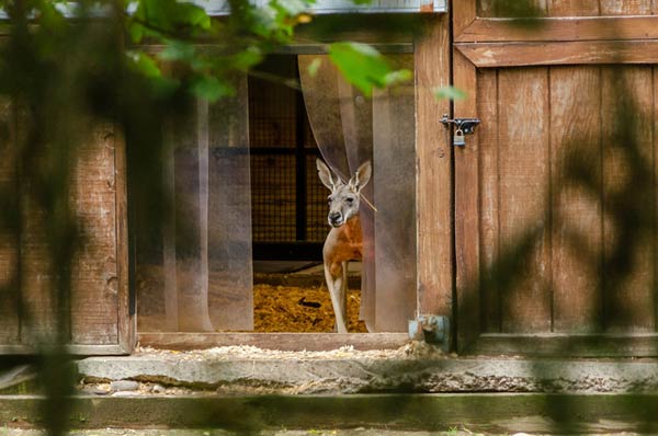 Kangaroo peeking