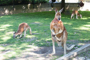 kangaro